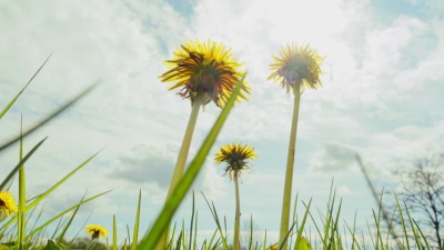 蒲公英向太阳开放