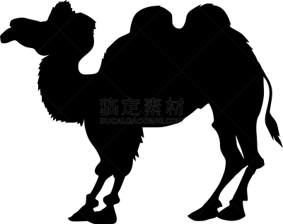 双峰骆驼,亚洲,自然,传统,游牧民族,野生动物,图像,驼峰,哺乳纲,动物