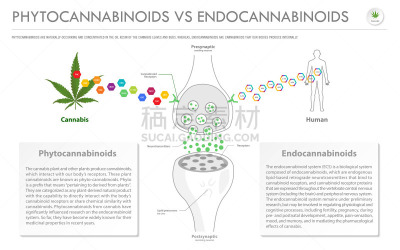 水平画幅,商务,信息图表,脂肪细胞,植物,香熏油,心血管系统,人类消化系统,痛苦,有机食品