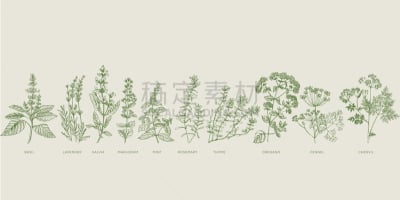 草图,草本,植物,熏衣草,华丽的,传统,食品,山萝卜,烹调