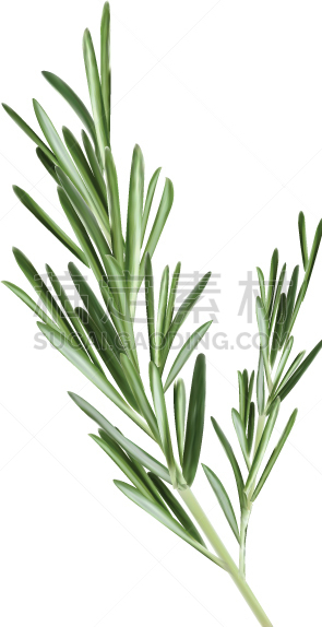 迷迭香,嫩枝,白色,绿色,清新,芳香疗法,植物学,自然,图像,矢量