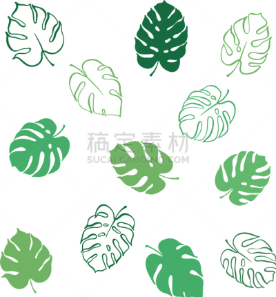 干酪藤,叶子,复叶,清新,壁纸,植物群,植物,夏天,花,剪影