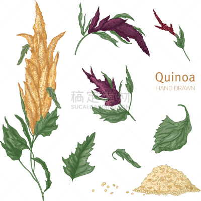 植物群,藜麦,华丽的,素食,部分,食品,古董,花,收集,复古