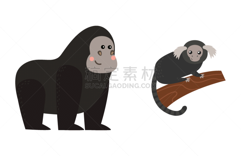 猴子,动物,濒危物种,反差,可爱的,纯种犬,野生动物,打字,布置,坐
