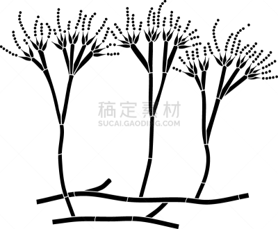 白色背景,菌丝,青霉菌,孢子,分生孢子,建造物,分离着色,生物学,微生物学,背景分离