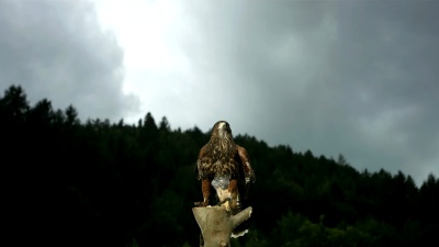  Super Slow-Mo Harris Hawk飞行