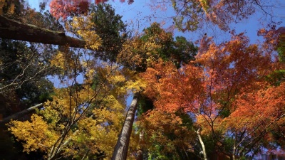 全景拍摄 秋红叶背景科兰基森林公园名古屋