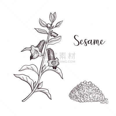 植物,绘画插图,芝麻,种子,矢量,生物学,农业,健康保健,清新,香料