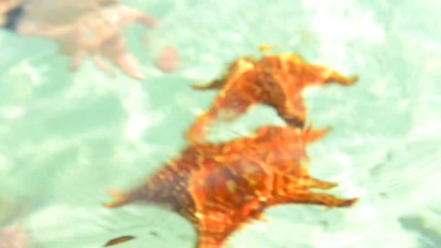 垫状海星