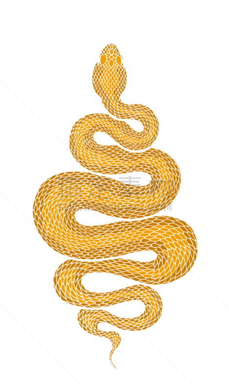 卷着的,蛇,绘画插图,褐色,华丽的,背景分离,野生动物,脊椎动物,色彩鲜艳,爬虫学