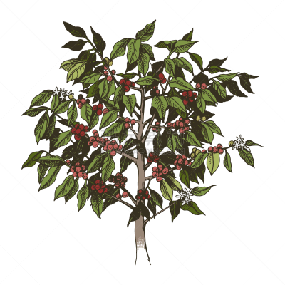 young arabica coffee tree isolated on white