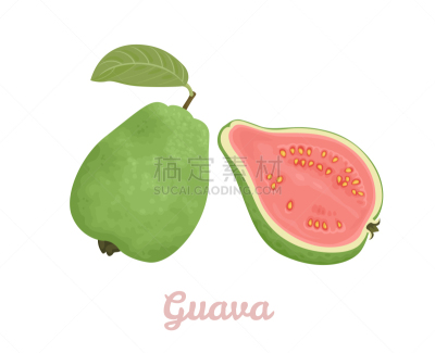 绿色,卡通,绘画插图,叶子,番石榴,扁平化设计,矢量,完整,分离着色,热带水果