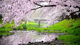 日本东京立川公园美丽的樱花