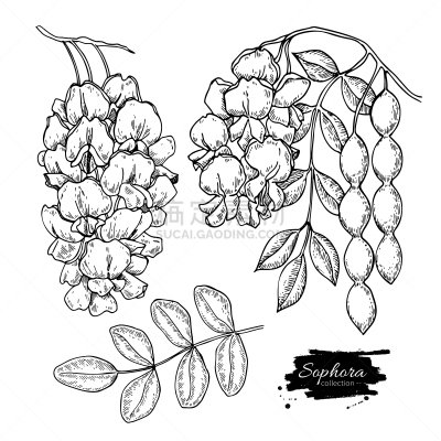 绘画插图,豆荚,枝,叶子,矢量,植物学,茶花,动物手,花,绘制
