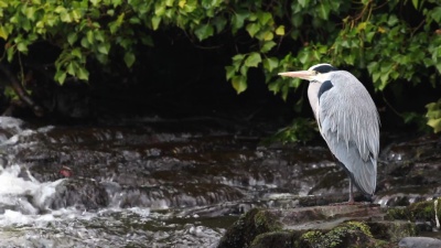 灰色苍鹭，Ardea cinerea，站在苏格兰莫里埃尔金的洛西河瀑布旁寻找食物