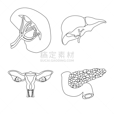 人,分离着色,品牌名称,一个物体,人类的生殖器官,卵巢,胆囊,布置