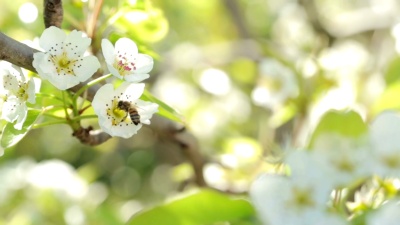 苹果树花的授粉