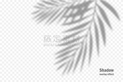 阴影,植物,图像特效,透明,多层效果,枝,叶子,矢量,光,自然