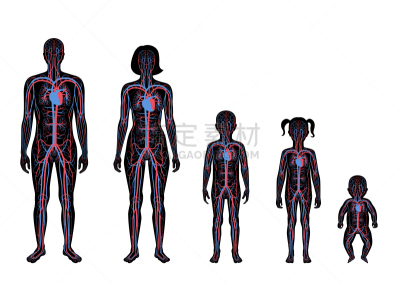 心血管系统,男孩,生物学,人,男人,家庭,女人,成年的,站