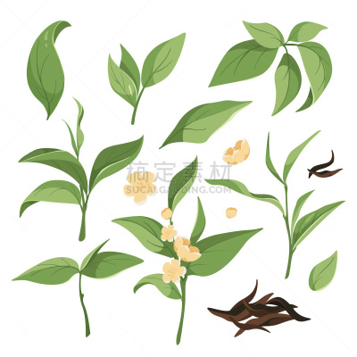 干的,枝,绿色,茶叶,红茶,彩色背景,香料,芳香疗法,古典式,植物