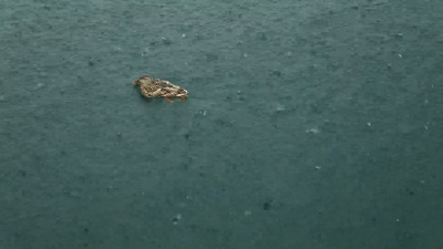雷暴中的暴雨落在水面上的倾盆大雨。