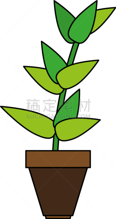 植物群,马泰拉,室内,房屋,花盆,锅,图像,宏伟,建筑业