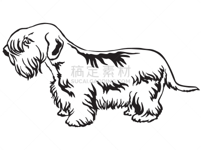 矢量,绘画插图,希利哈姆犬,华丽的,注视镜头,纯种犬,背景分离,站,狗,站