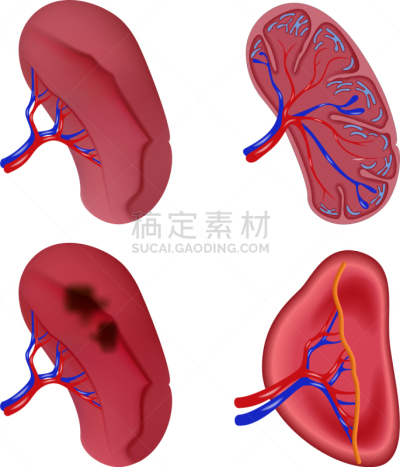 米特海鲜,生理学,计算机图标,时尚,脾脏,生物学,健康保健,抗体,写实,布置