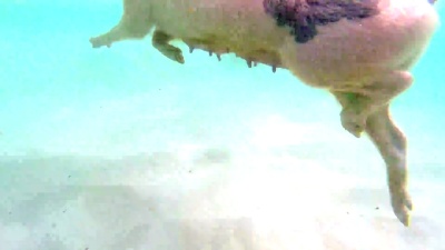 巴哈马的游泳猪