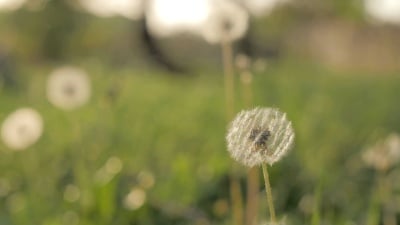 风吹蒲公英