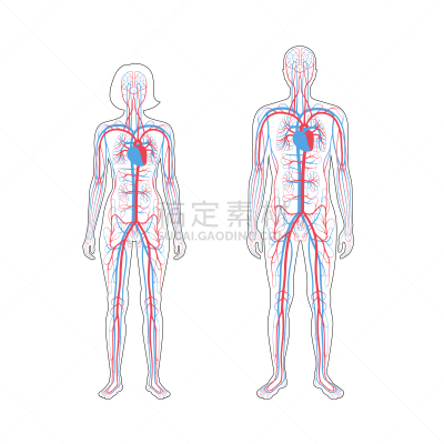 心血管系统,生物学,健康保健,人,男人,女人,主动脉,流动,站