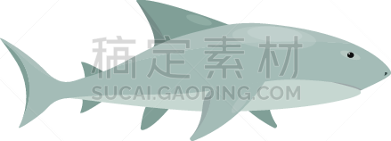 鲨鱼,海洋生命,白色,自然,一个物体,野生动物,计算机图标,图像,海洋,野外动物