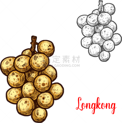 草图,热带水果,农民,绿色,去皮的,农业,植物学,自然,图像,矢量