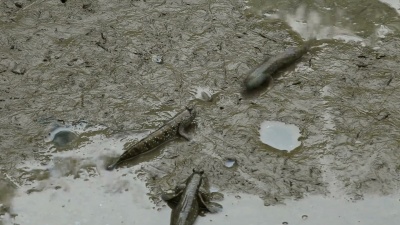 步行鱼