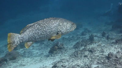 黄鳍巨鱼(Epinephelus Lanceolatus)
