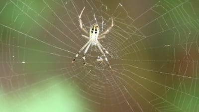 网中的黄蜘蛛Aurantia bruennichi