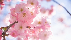 在晴朗的天空背景下，粉红色的樱花盛开