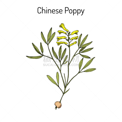 紫堇,草药,生物学,亚洲,健康保健,草本,家庭,环境