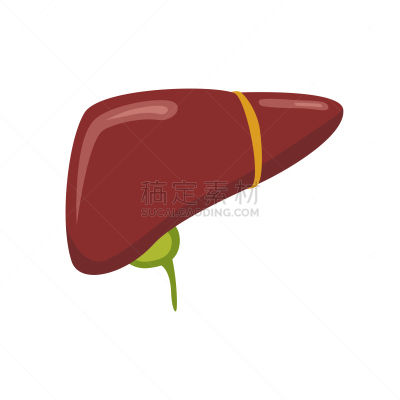绘画插图,肝脏,矢量,生理学,生物学,有序,健康保健,部分,背景分离,药