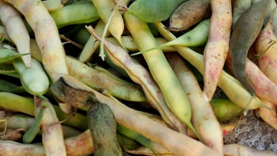 新鲜收获的菜豆豆荚视频