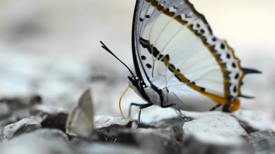 蝴蝶