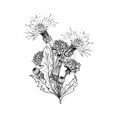蒲公英,草图,黑色,墨水,植物学,春天,植物,夏天,线条画,绘画插图