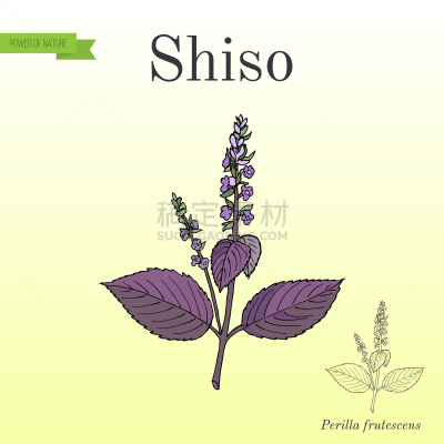 紫苏,香料,草药,健康保健,草本,食品,图像,调料,烹调,装饰