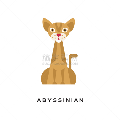 高雅,阿比西尼亚猫,短发,可爱的,宠物,纯种犬,图像,猫,哺乳纲,坐