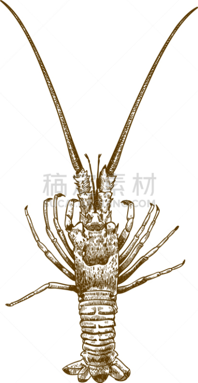 大螯虾,雕刻图像,分离着色,自然,海产,螯虾,野生动物,食品,图像,画画