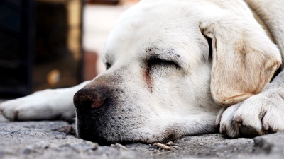 睡在地板上的成年拉布拉多犬的口吻