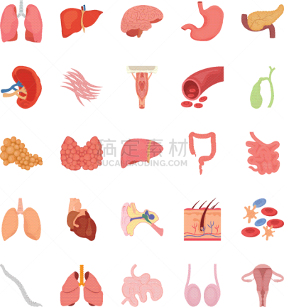 计算机图标,平坦的,里面,内分泌系统,血细胞,人,人类肌肉,矢量,小肠