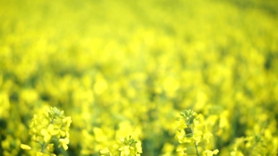 油菜