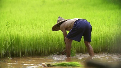 亚洲农民在稻田里移栽稻苗，农民在雨季种植水稻，亚洲农民在泰国稻田种植之前抽出秧苗和踢土。