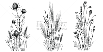 草本,野生植物,白色,分离着色,健康保健,菜园,药,法国,牛蒡,花
